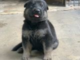 German Shepherd Puppy