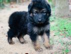 German Shepherd Puppy