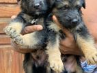 German Shepherd Puppy