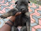 German Shepherd Puppy