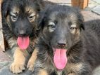 German Shepherd Puppy