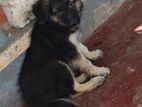 German Shepherd Puppy
