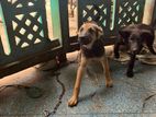 German shepherd puppy