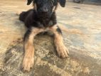 German Shepherd puppy