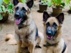 German Shepherd Puppy