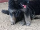 German shepherd puppy