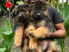 German Shepherd Puppy