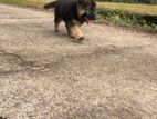 German Shepherd Puppy