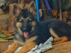 German Shepherd Puppy