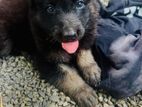 German Shepherd Puppy