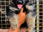 German Shepherd Puppy