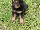 German Shepherd Puppy
