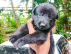 German Shepherd Puppy