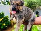 German Shepherd Puppy