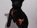 German Shepherd Puppy