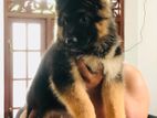 German Shepherd Puppy