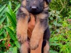 German Shepherd Puppy