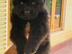 German Shepherd Puppy