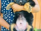 German Shepherd Puppy