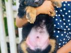 German shepherd Puppies
