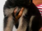 German Shepherd Puppy