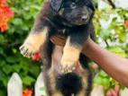 German Shepherd Puppy