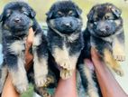 German Shepherd Puppies