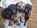 German Shepherd Puppys