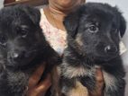 German Shepherd Puppy