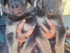 German Shepherd Puppy
