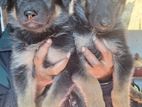 German Shepherd Puppy