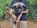 german shepherd puppy