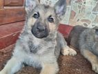 German Shepherd Puppy