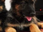 German Shepherd Puppy