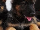 German Shepherd Puppy