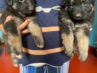 German Shepherd Puppy
