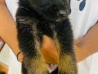 German Shepherd Puppy