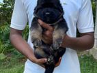 German Shepherd Puppy