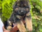 German Shepherd Puppy