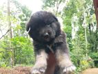 German Shepherd Puppy