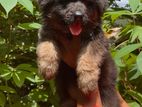 German Shepherd Puppy
