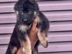 German shepherd puppy