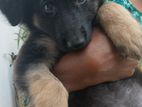German Shepherd puppy