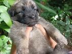 German Shepherd Puppy
