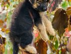 German shepherd puppy