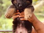 German Shepherd Puppy