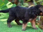 German Shepherd Puppy