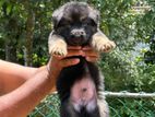 German Shepherd Puppy