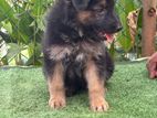 German Shepherd Puppy