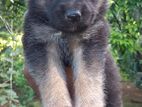 German Shepherd Puppies